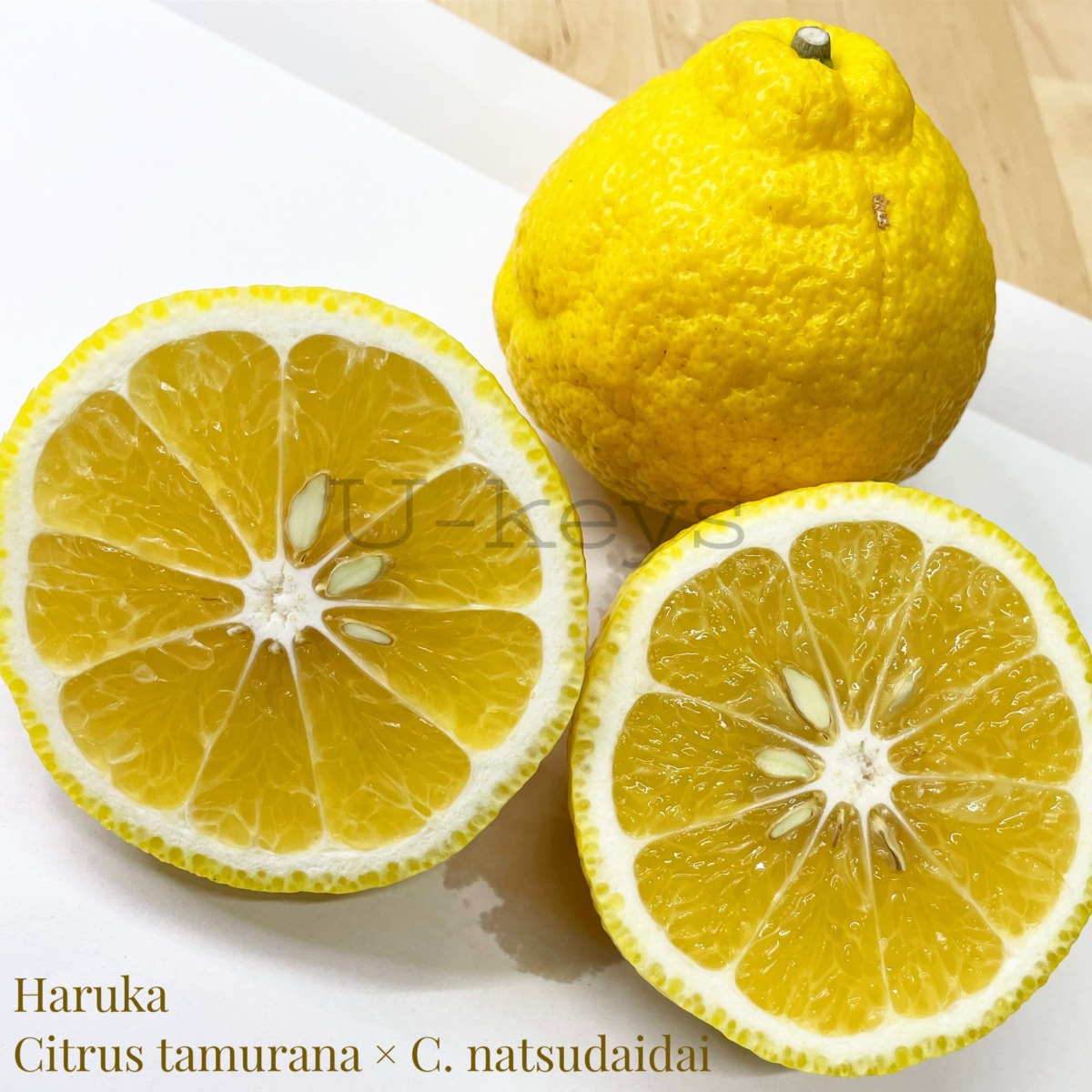 Haruka,Citrus tamurana x Citrus natsudaidai