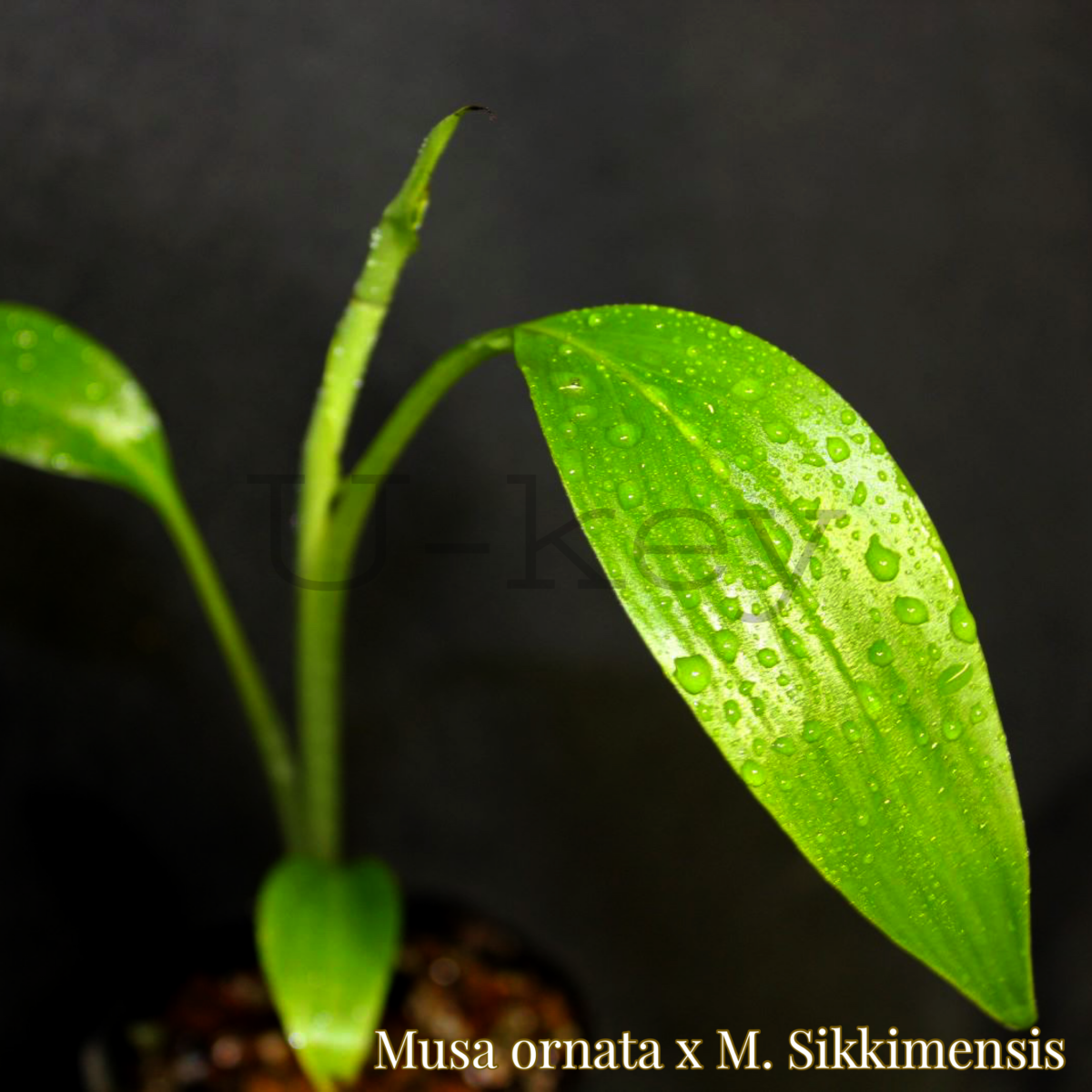 Musa ornata x sikkimensis Hybrid