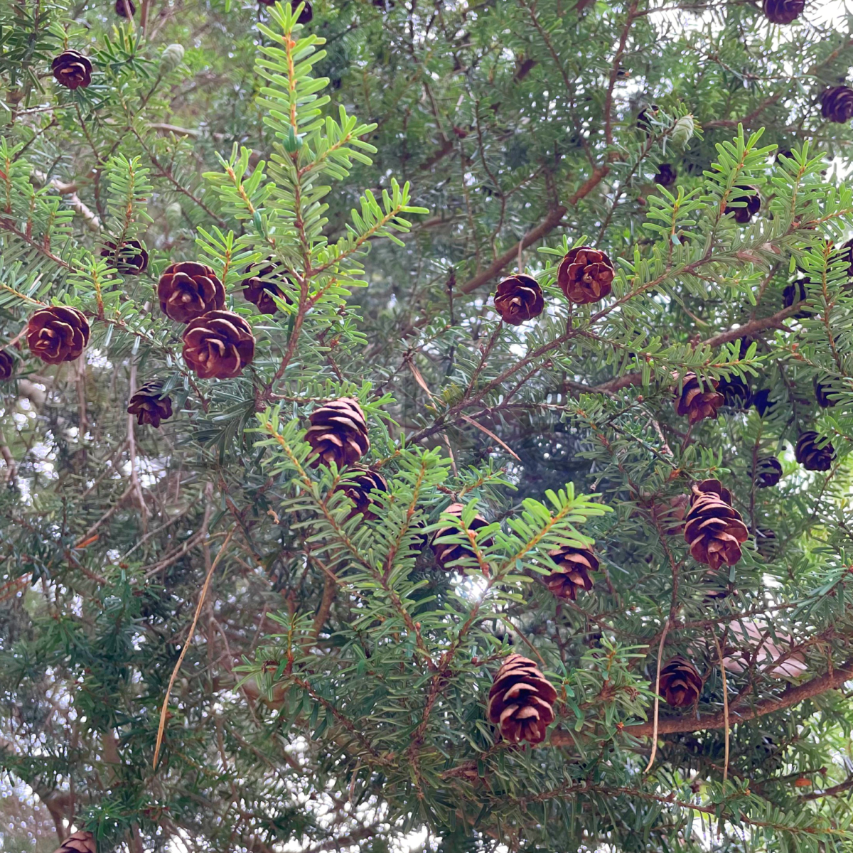 Tsuga,Southern Japanese hemlock,Tsuga sieboldii