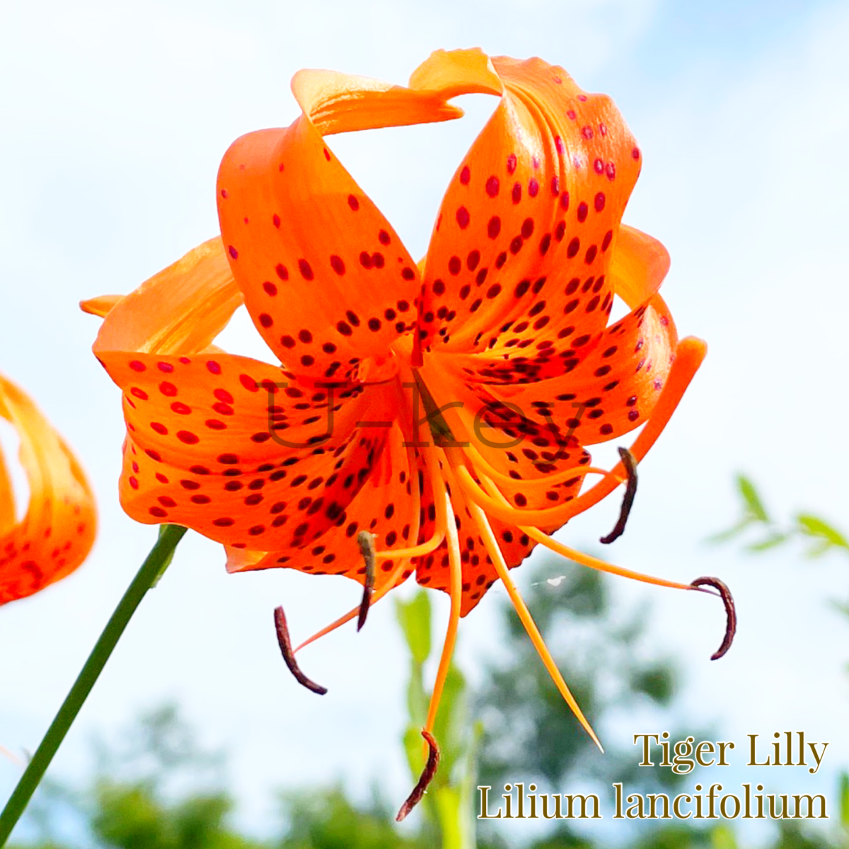 Oni Yuri(Tiger LIlly),Lilium lancifolium