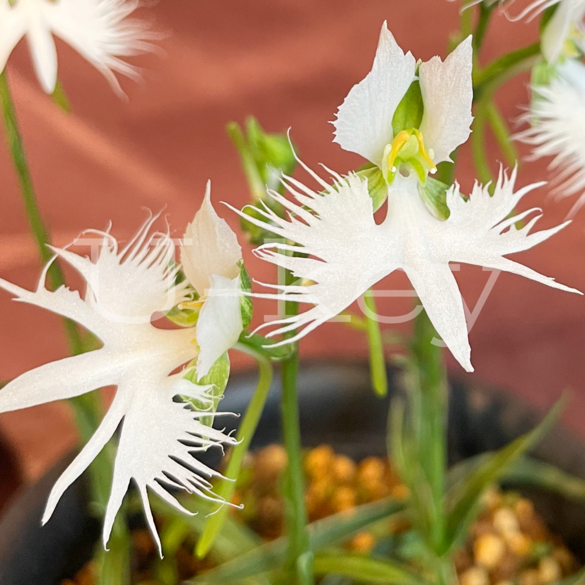 Sagi-Orchid ‘Ama no Gawa’, Pecteilis radiata