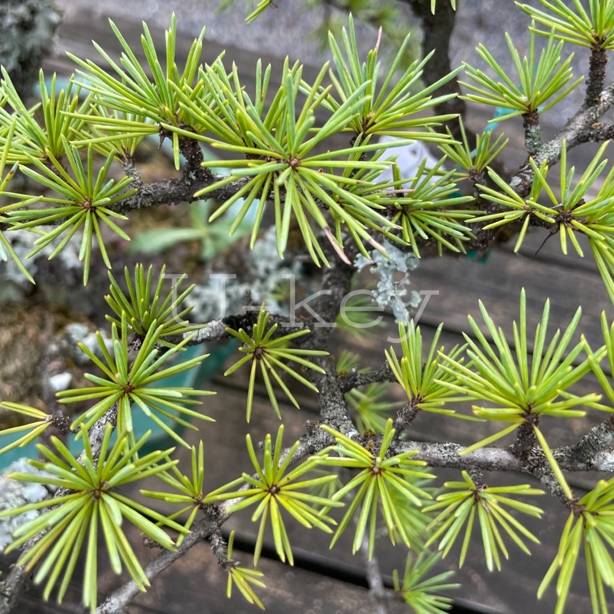 Himalayan Cedar,Cedrus deodara