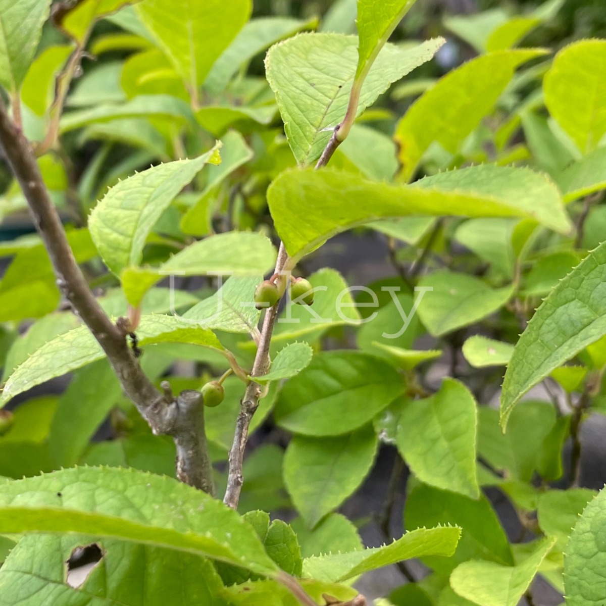 Ume-modoki,Ilex serrata