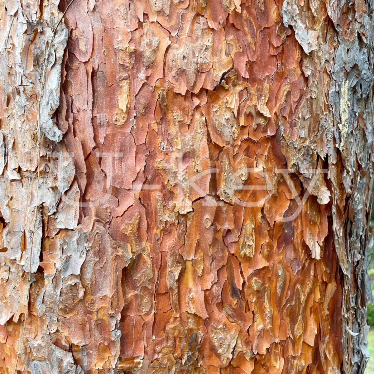 Japanese Red Pine,Pinus densiflora