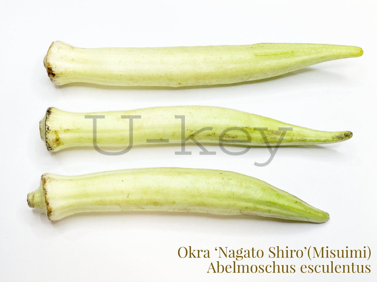 Okra ‘Nagato Shiro’(Misumi),Abelmoschus esculentus