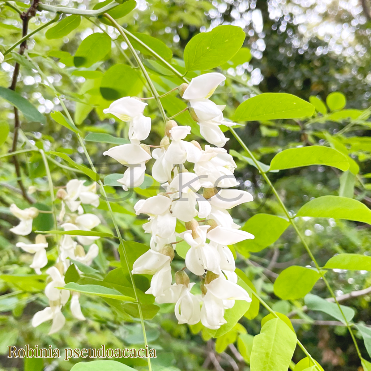 Black locust,Robinia pseudoacacia