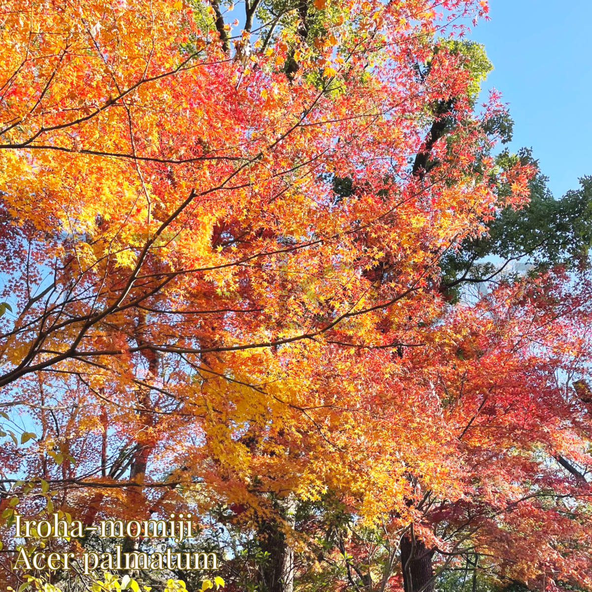 Iroha-Momiji,Acer palmatum