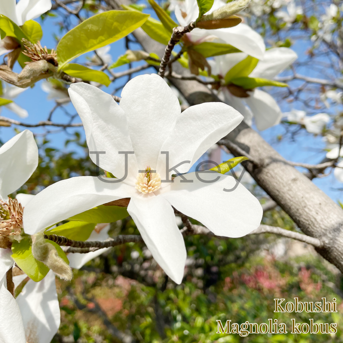 Kobushi-Japanese Magnolia,Magnolia kobus