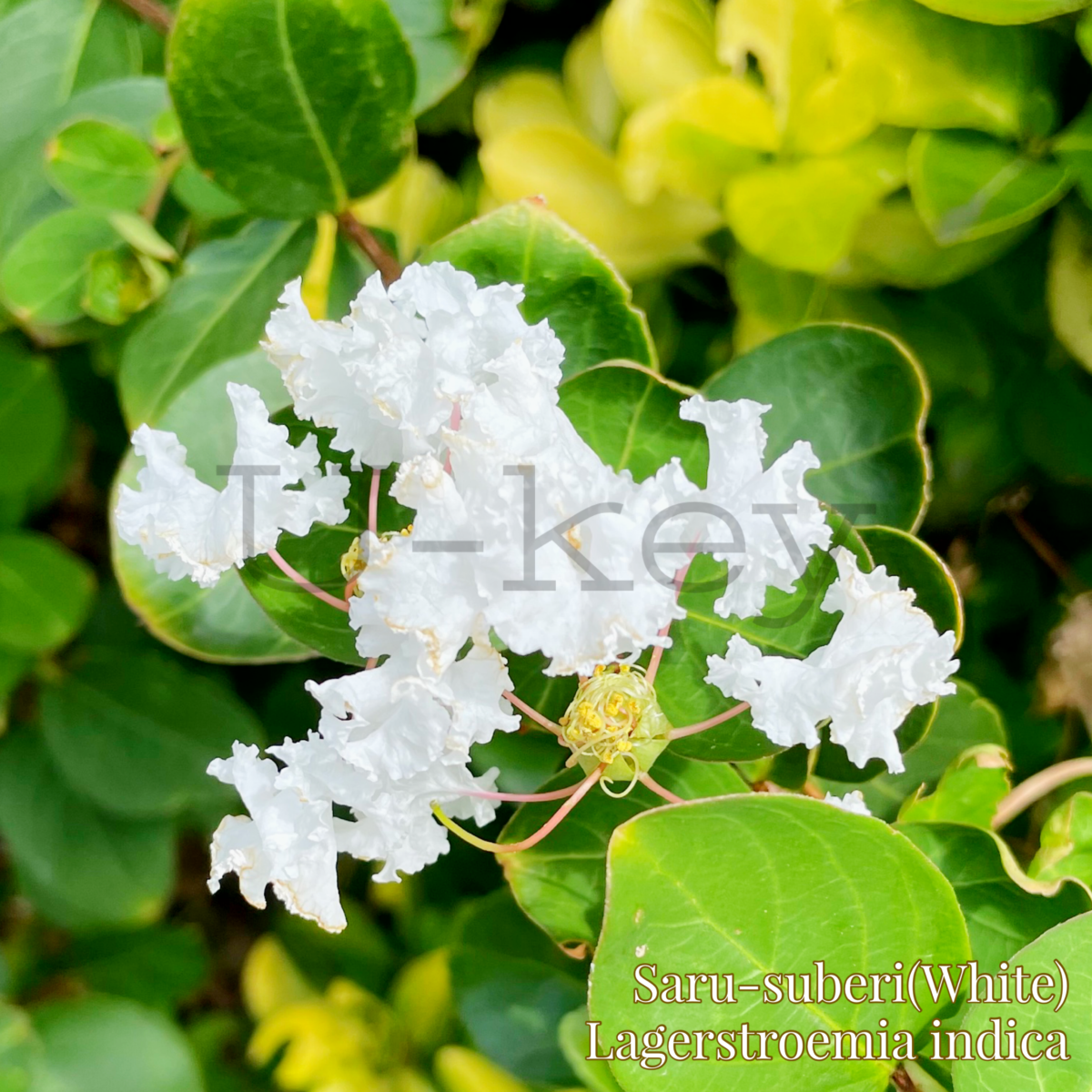 Saru-suberi(White),Lagerstroemia indica