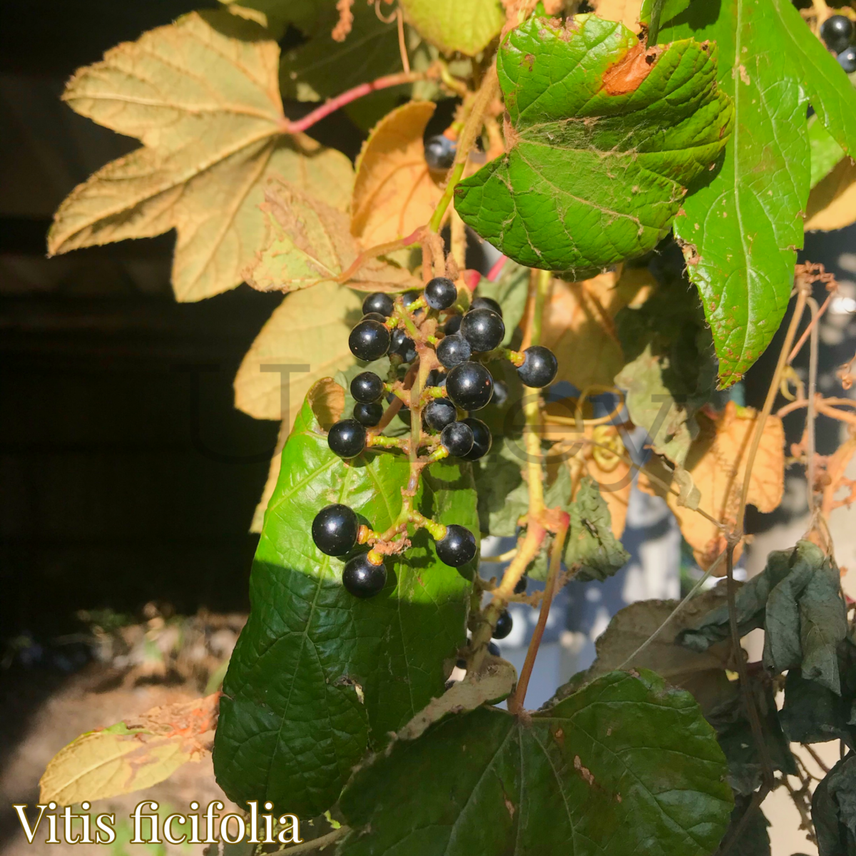 Ebi-Zuru Grapem,Vitis ficifolia