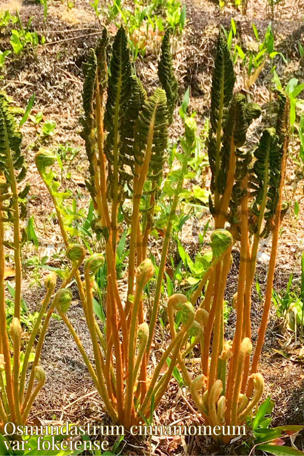 Yamadori-Zenmai,Osmundastrum cinnamomeum var. fokeiense