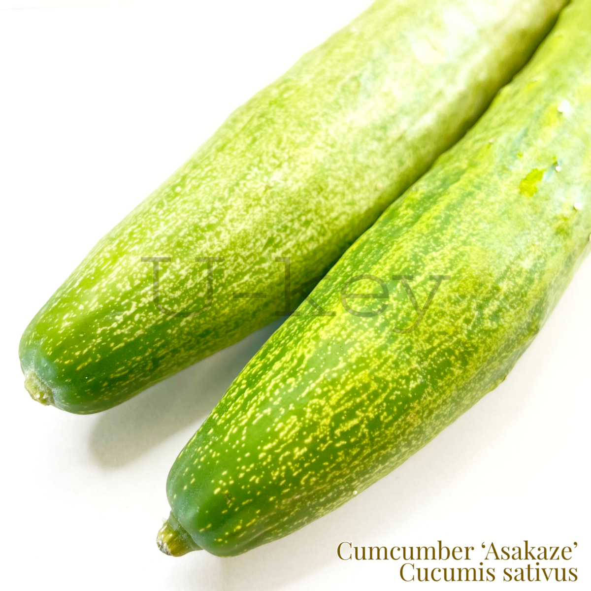 Cucumber ‘Asakaze’,Cucumis sativus