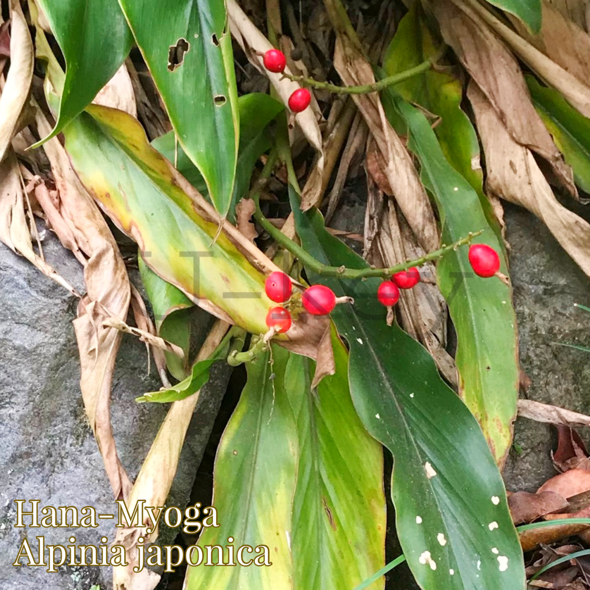 Hana Myoga,Alpinia japonica