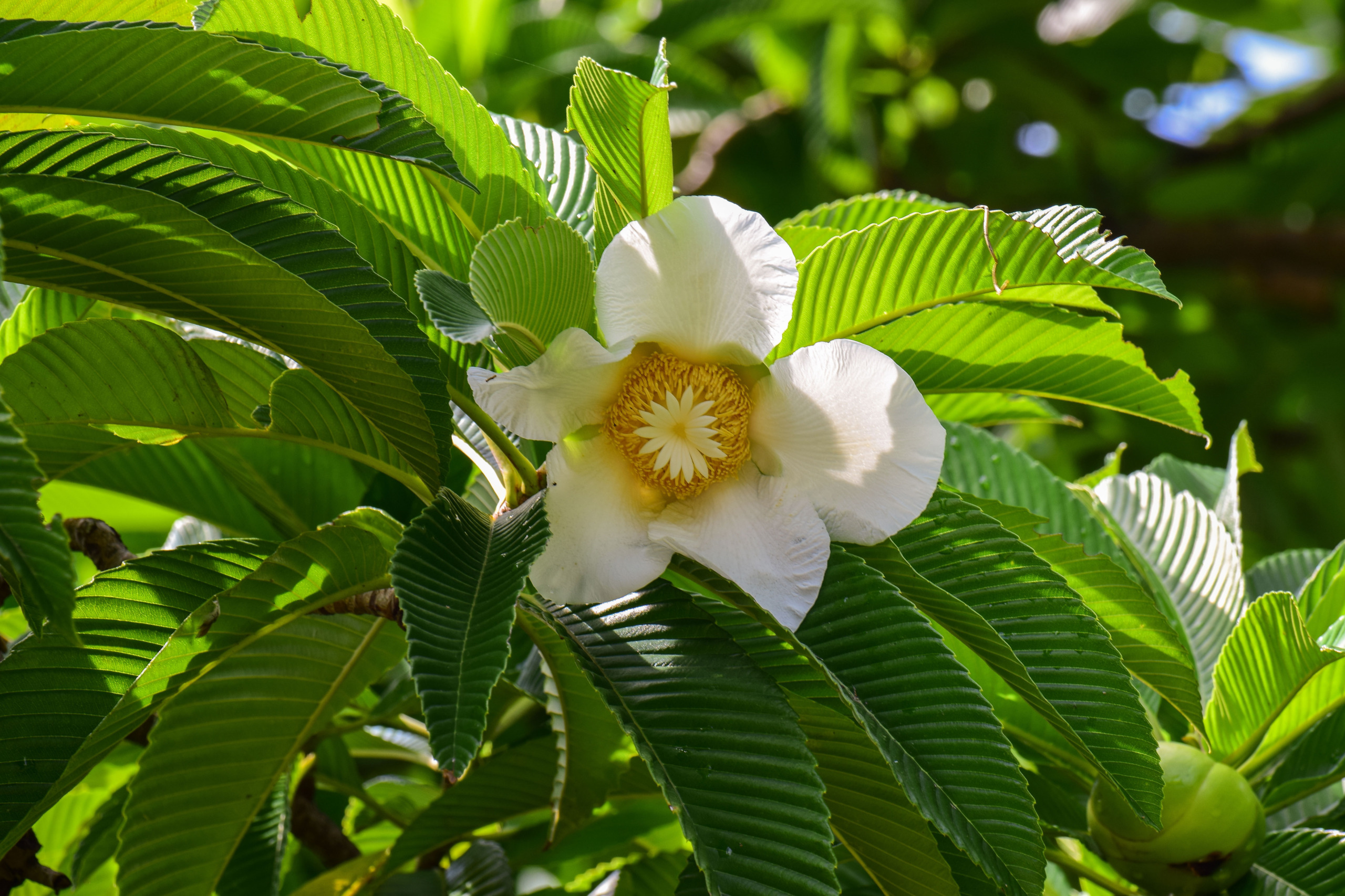 Elephant Apple,Dillenia indica