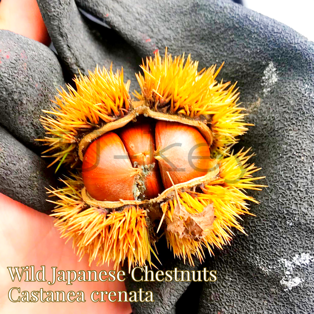 Yamaguri,Japanese Wild Chestnuts,Castanea crenata