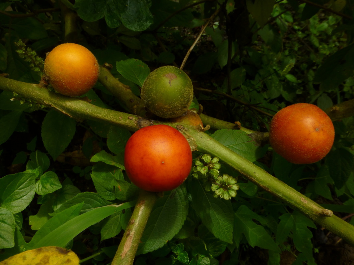 Cocona ‘Red Topiro’