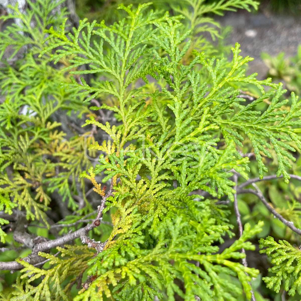 Hinoki,Chamaecyparis obtusa