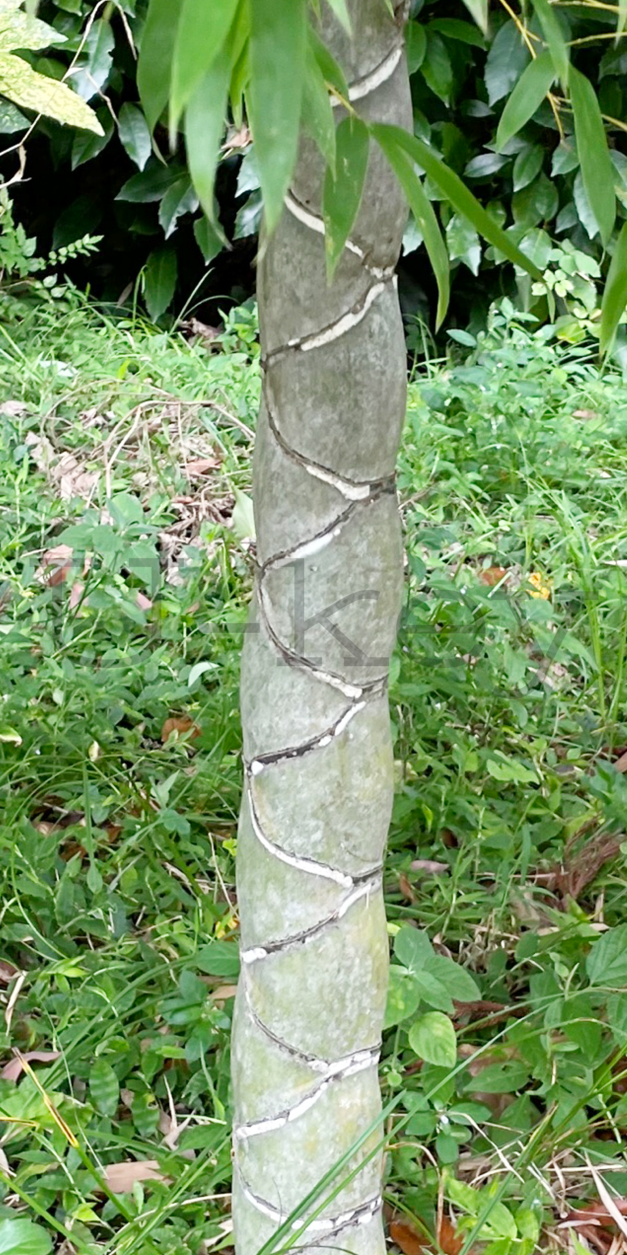 Kikko-Bamboo,Phyllostachys heterocycla  f. heterocycla