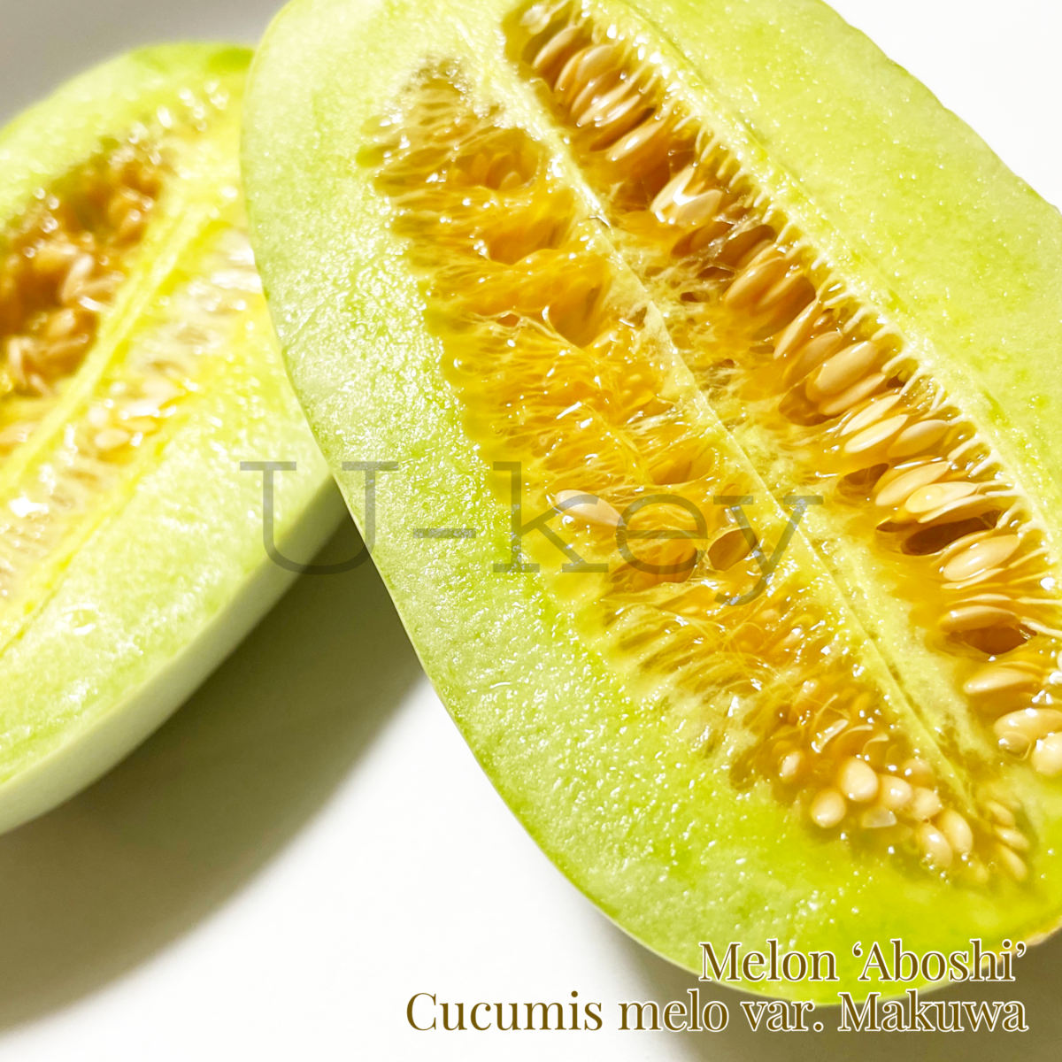 Makuwa Melon ‘Aboshi’,Cucumis melo var. Makuwa