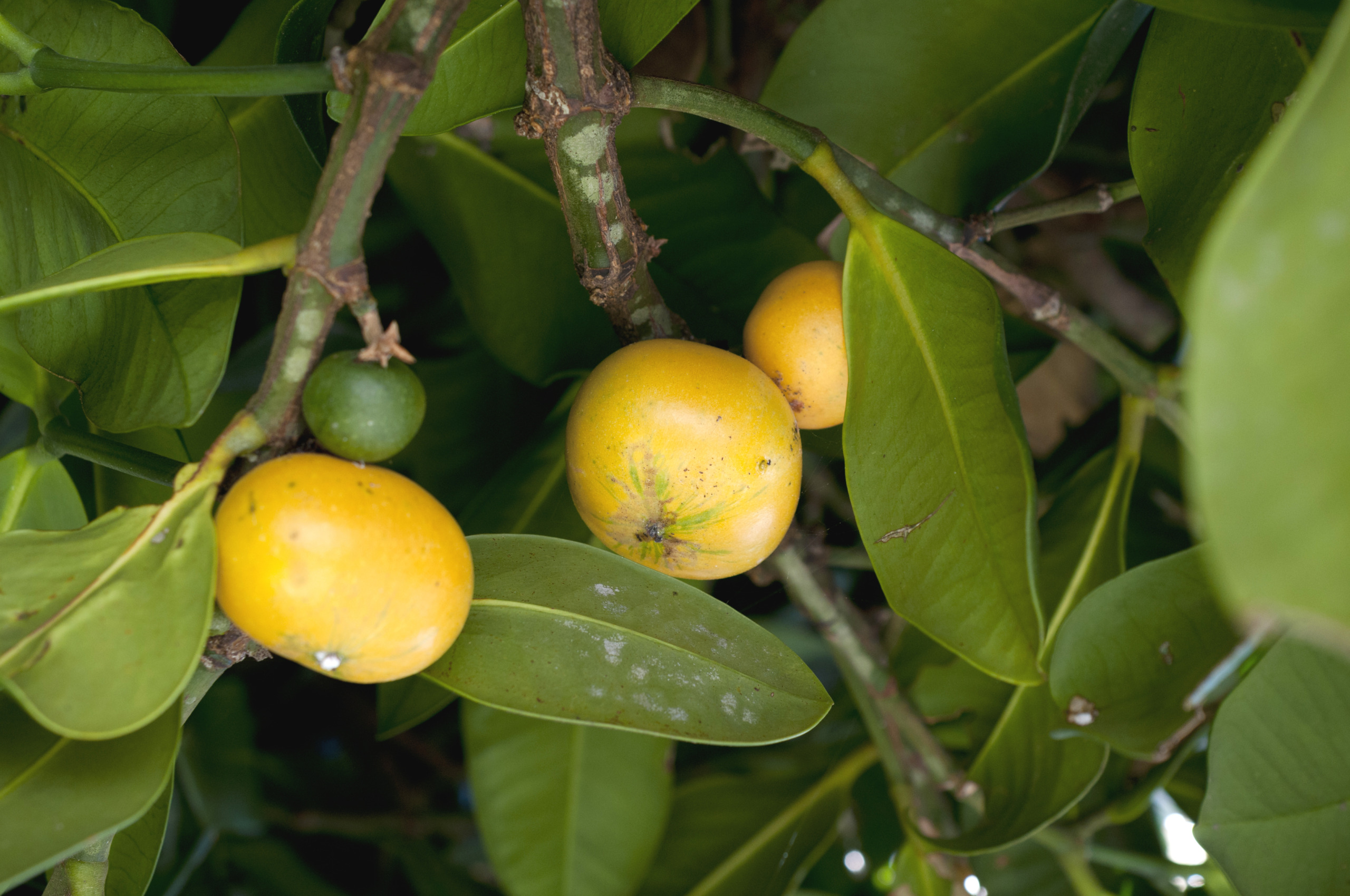 Happiness Tree,Garcinia subelliptica