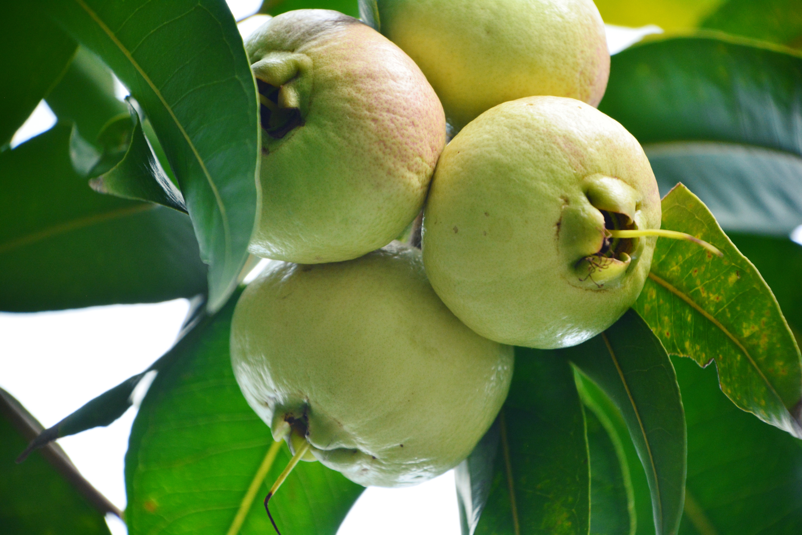 Rose Apple,Syzygium jambos