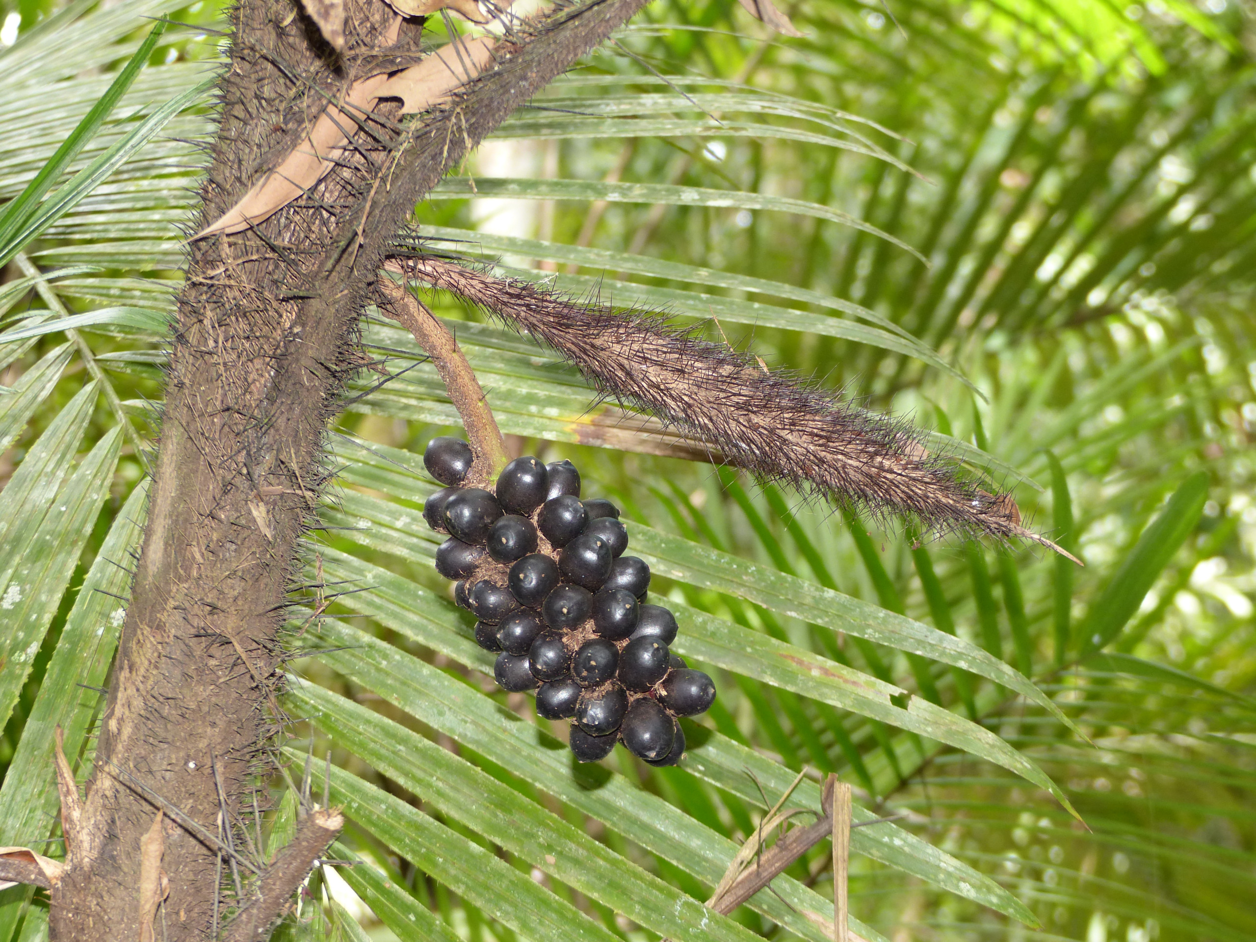 Maraja Palm,Bactris concinna