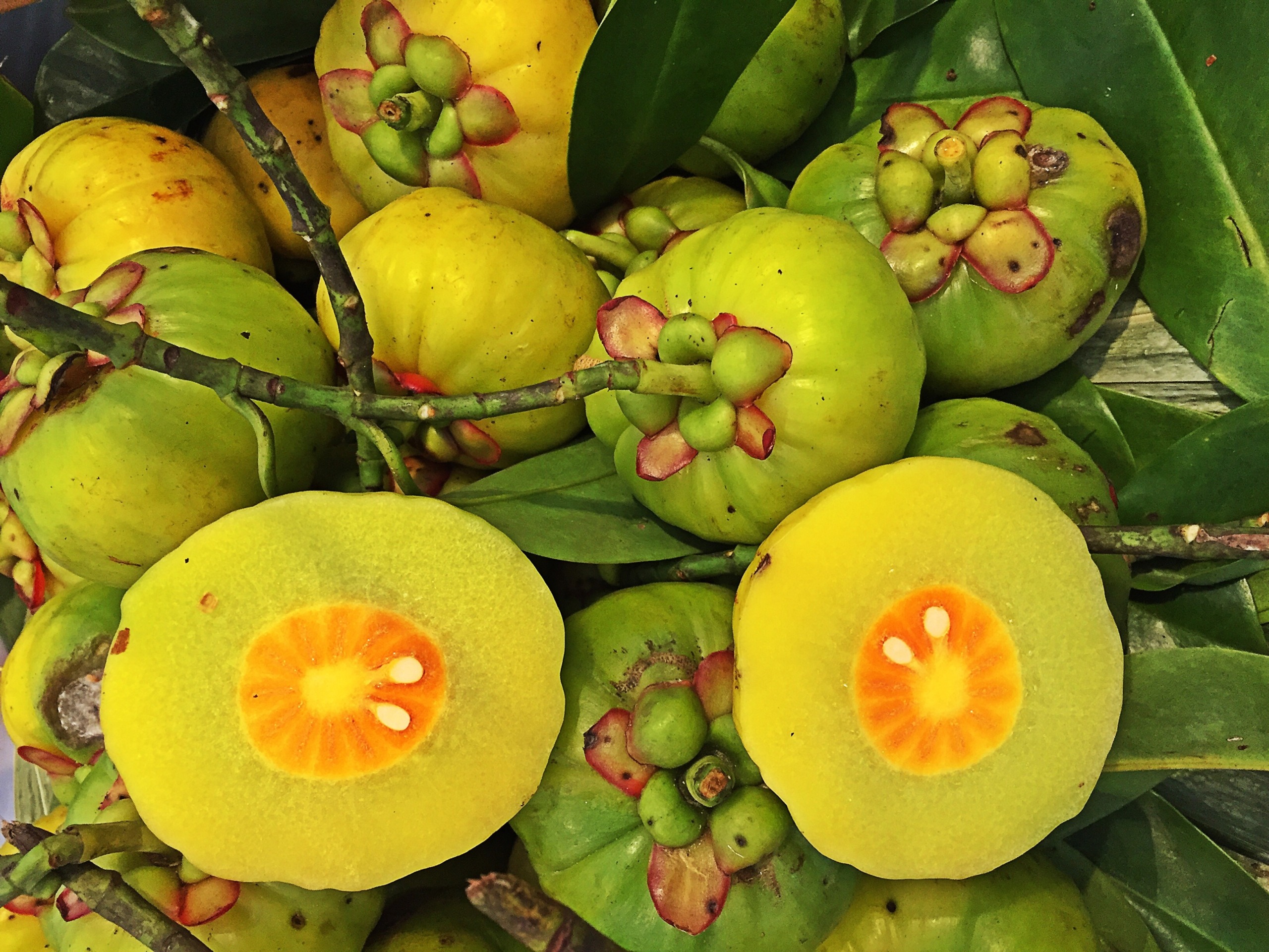 Garcinia cambogia