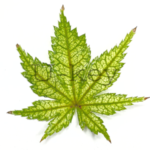 紅葉 鴫立沢