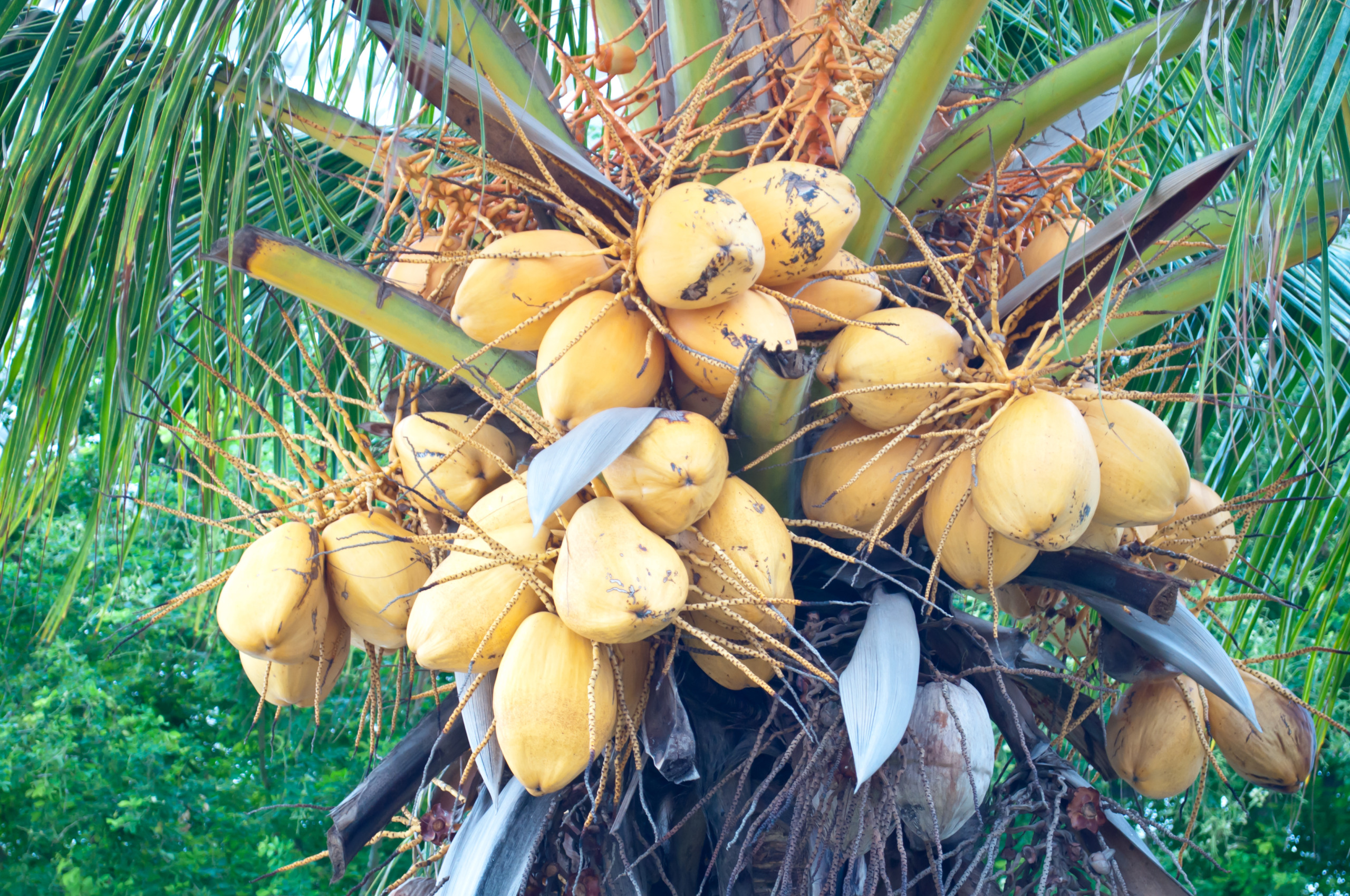 Dwarf Coconuts ‘Yellow’,Cocos nucifera