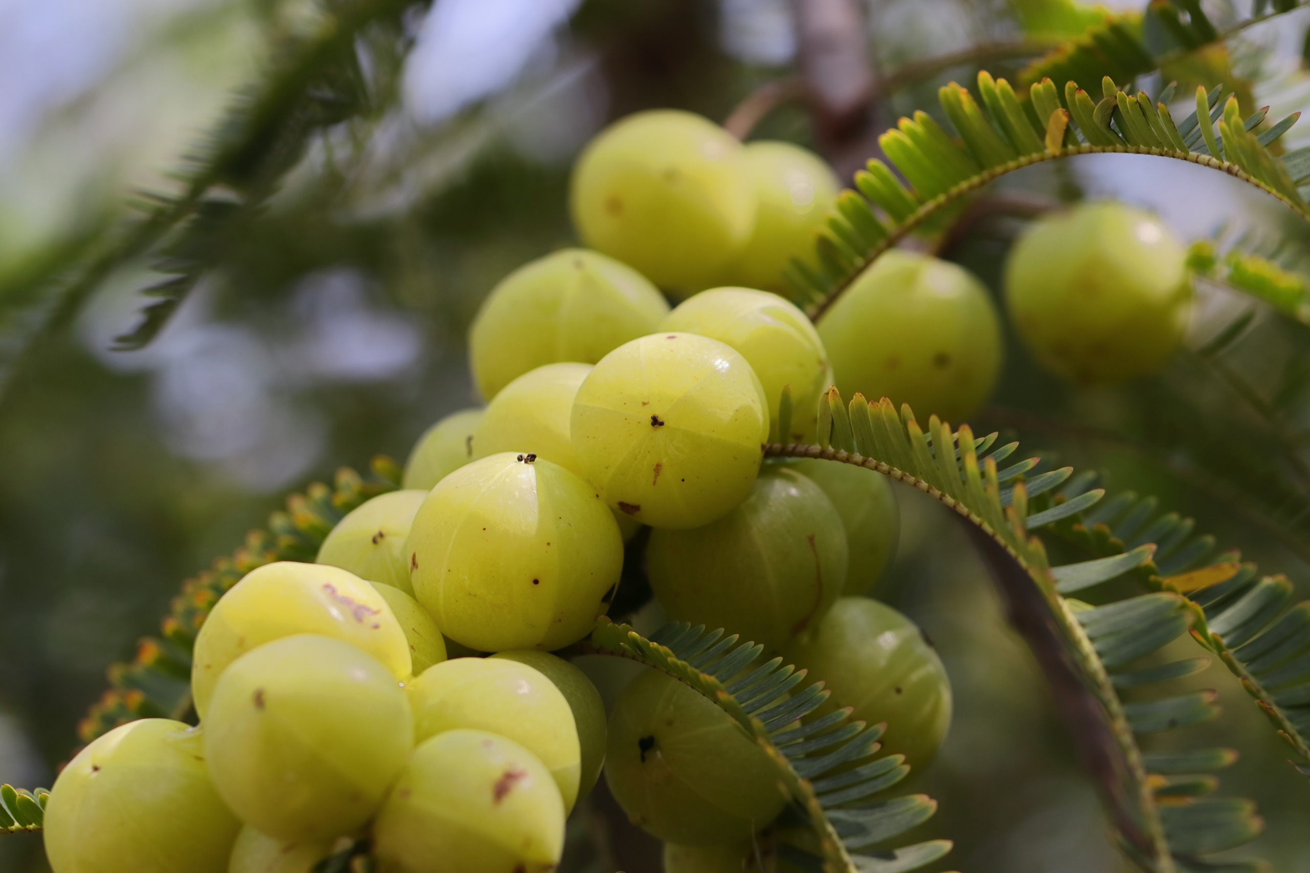 Amla,Phyllanthus emblica