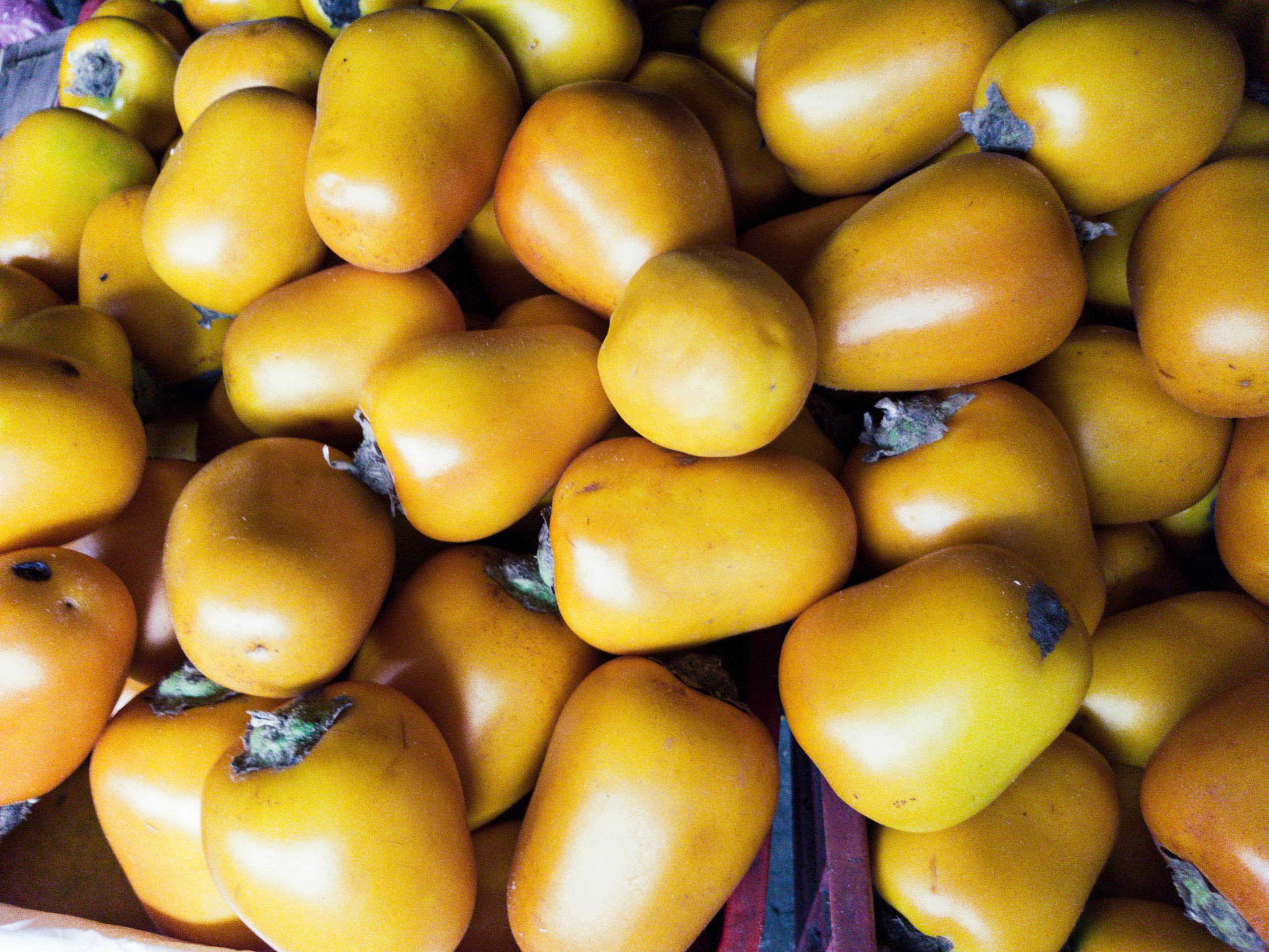 Cocona,Solanum sesslliforum