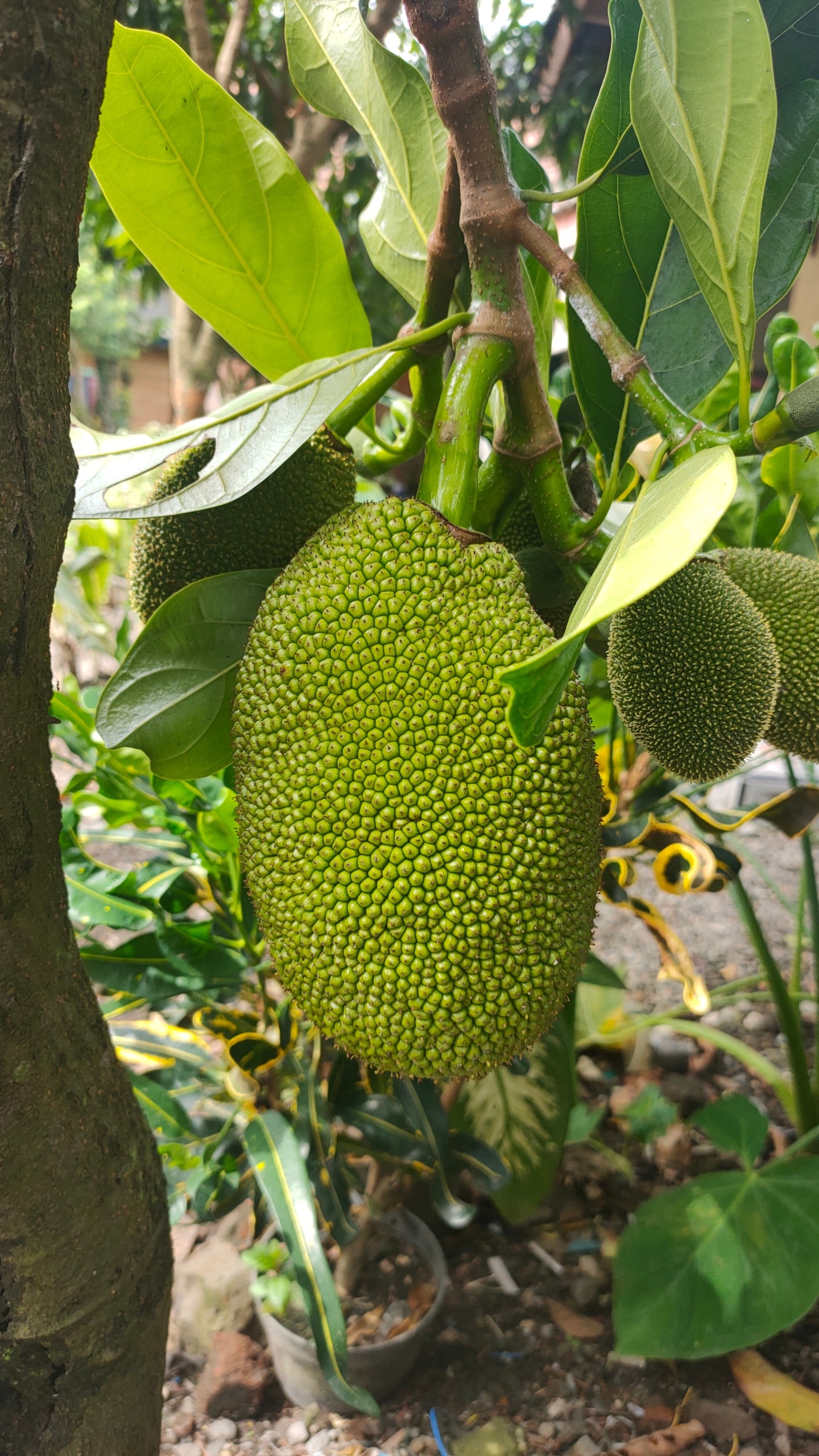 Jack Fruits,Artocarpus heterophyllus