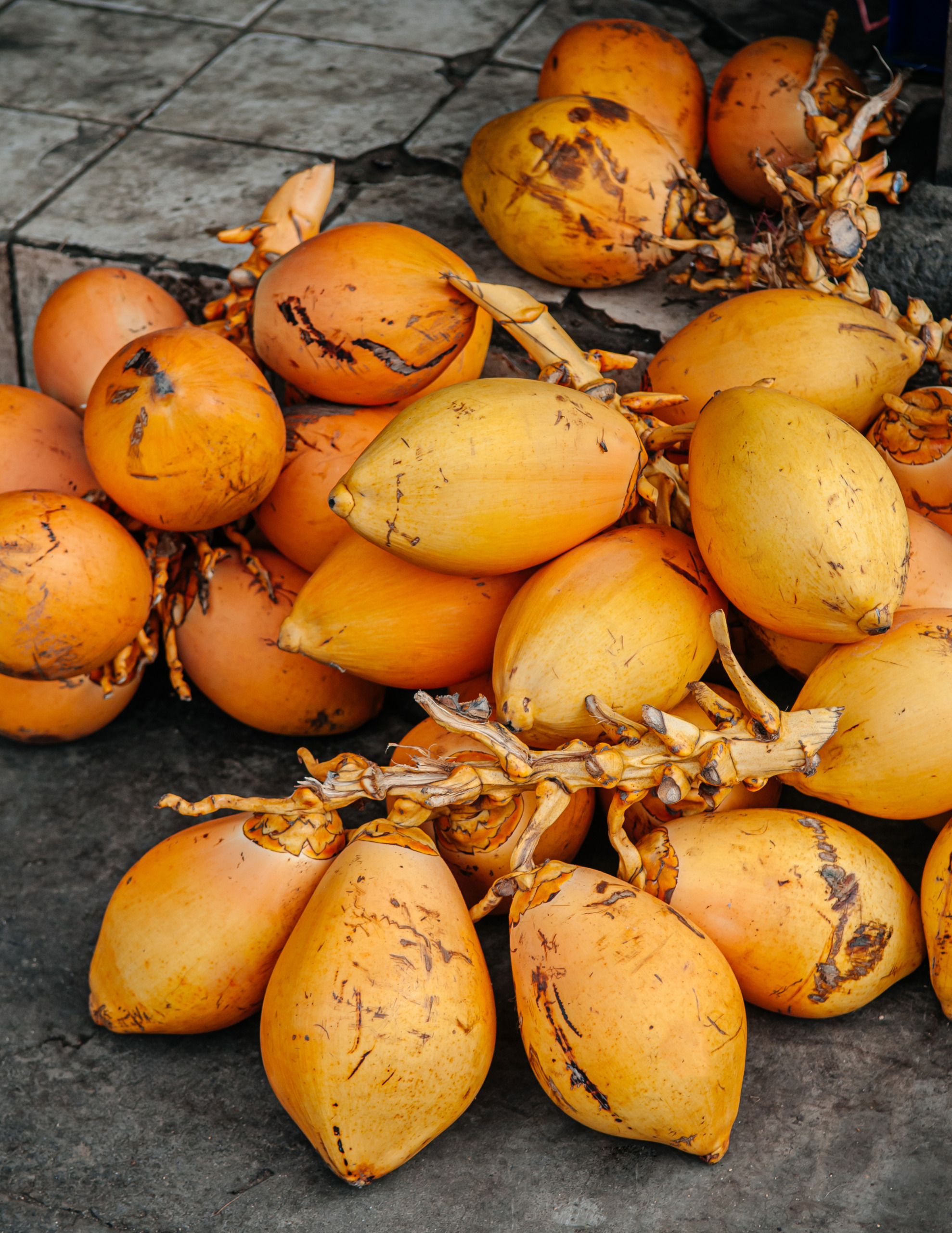 Dwarf Coconuts ‘Village’,Cocos nucifera