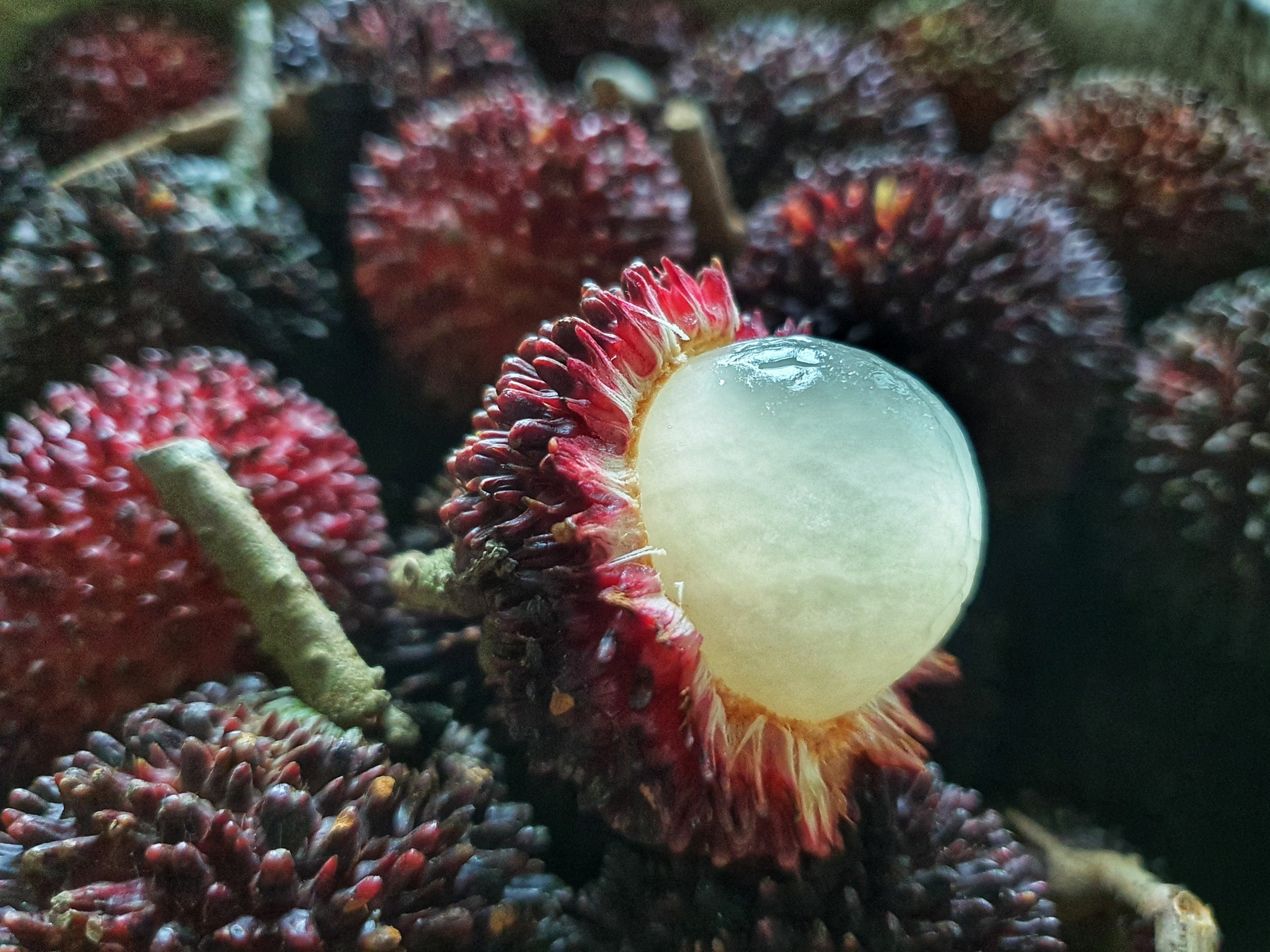 Black Pulasan,Nephelium mutabile