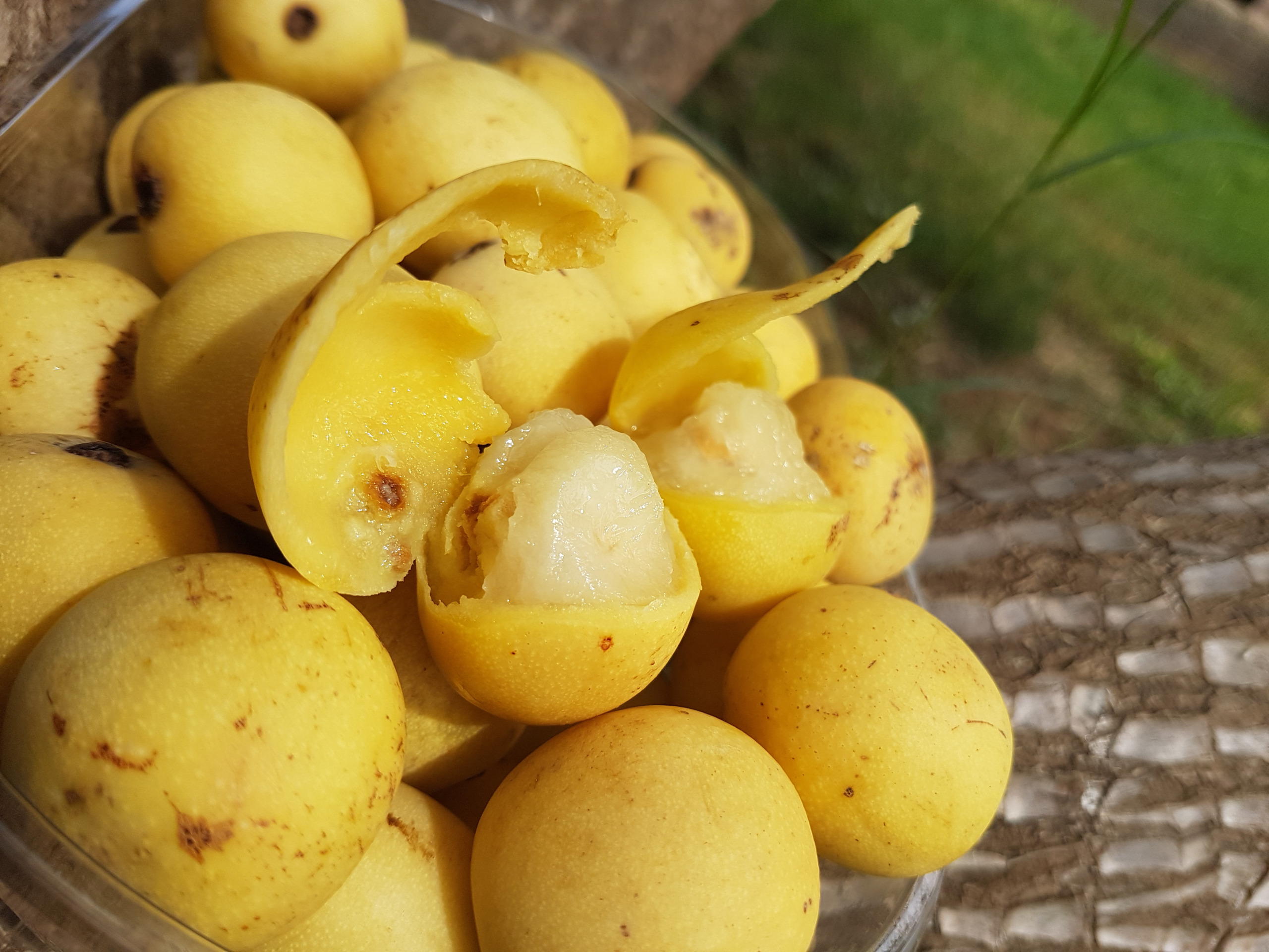 Marula,Sclerocarya birrea