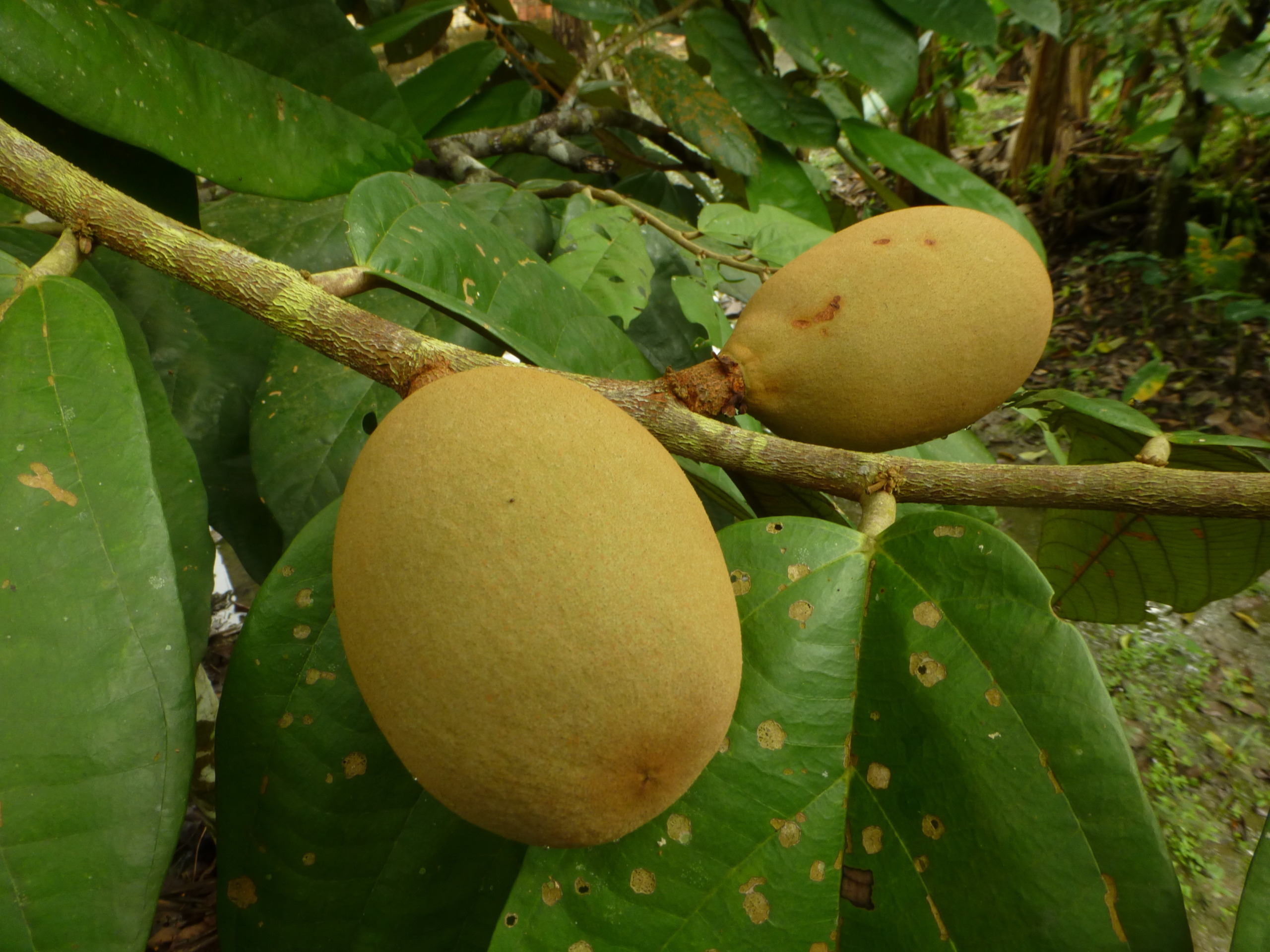 Cupui,Theobroma subincanum