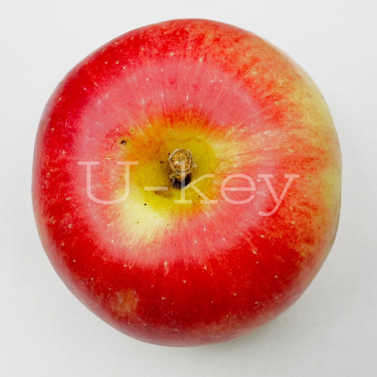 Apple ‘Sansa’, Malus domestica