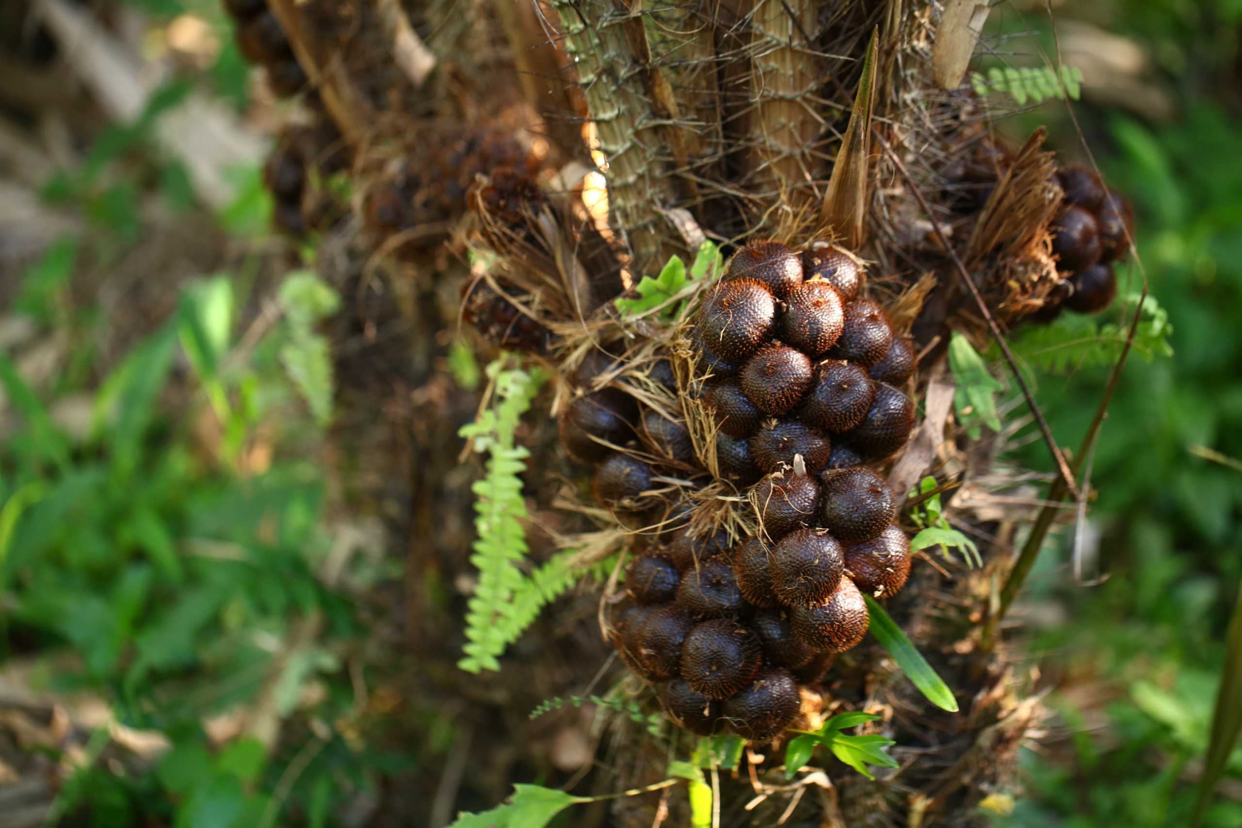 Salacca Palm ‘Pondoh’,Salacca edulis