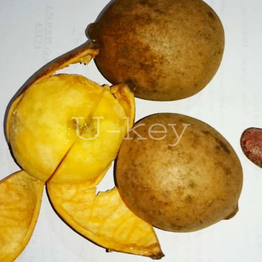 Kepel Apple,Stelechocarpus burahol