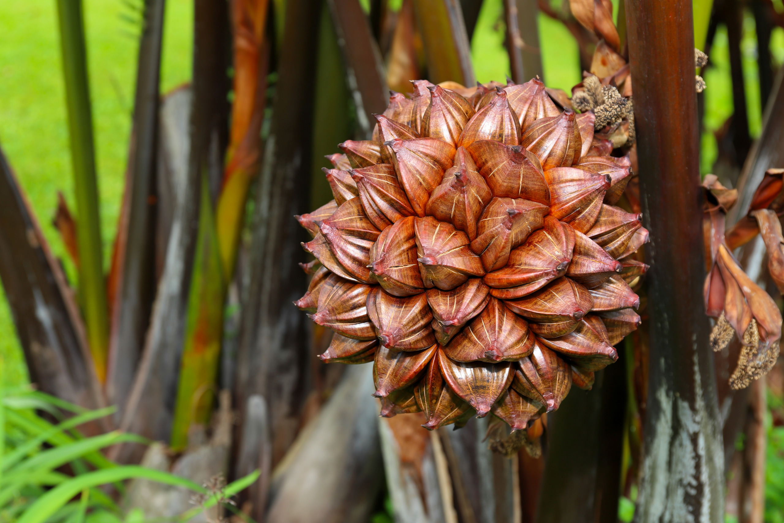 Nypa Palm,Nypa fruiticans