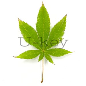 紅葉 大盃