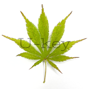 紅葉 奥州紅