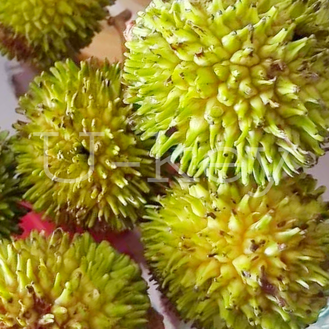 Yellow Pulasan,Nephelium mutabile