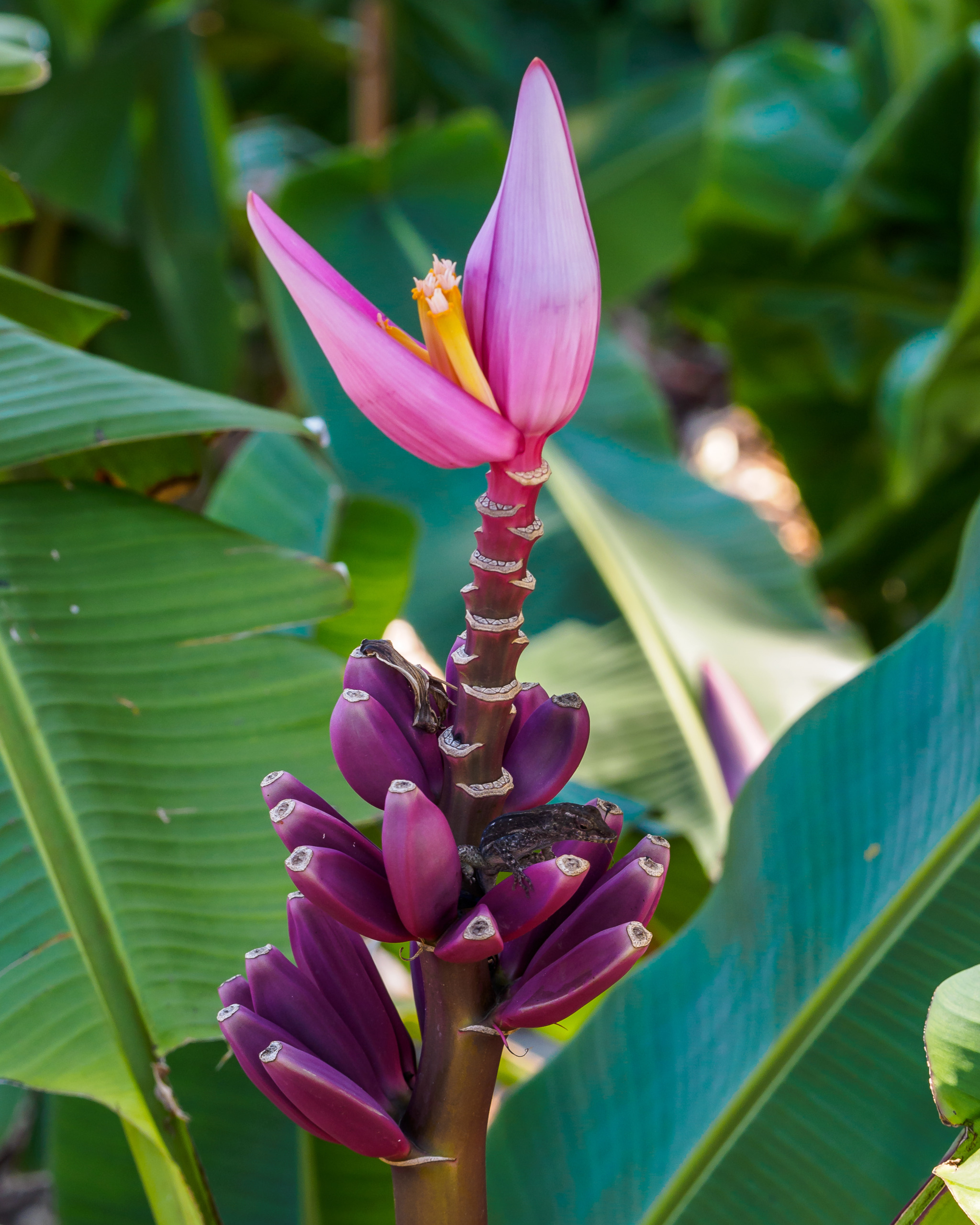 Musa ornata ‘Purple’