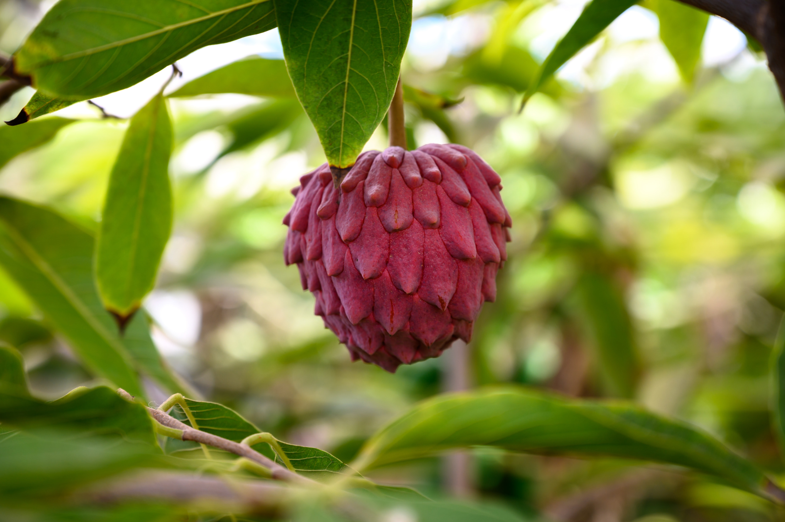 Teoylata ‘47-18’(Red Israel’),Annona atemoya x Annona reticulata