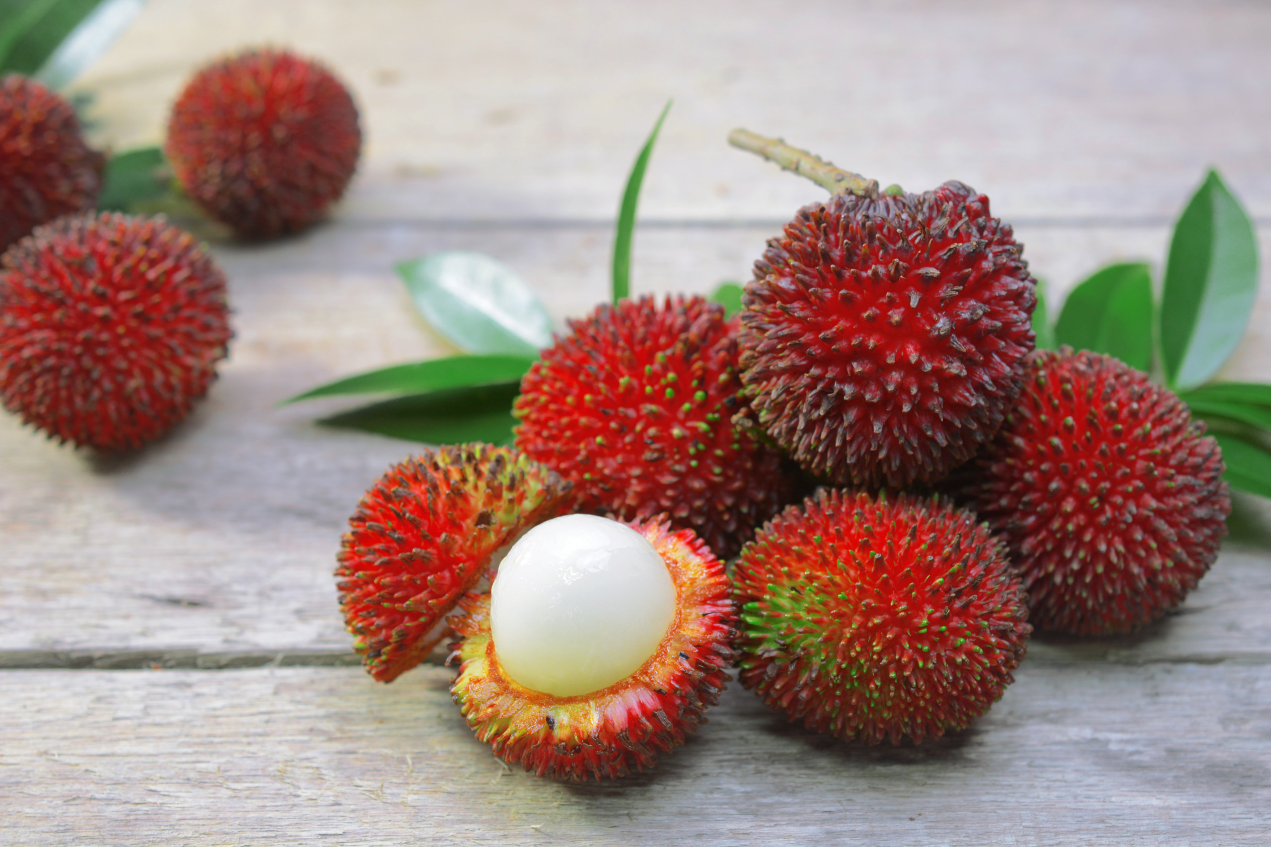 Red Pulasan,Nephelium mutabile