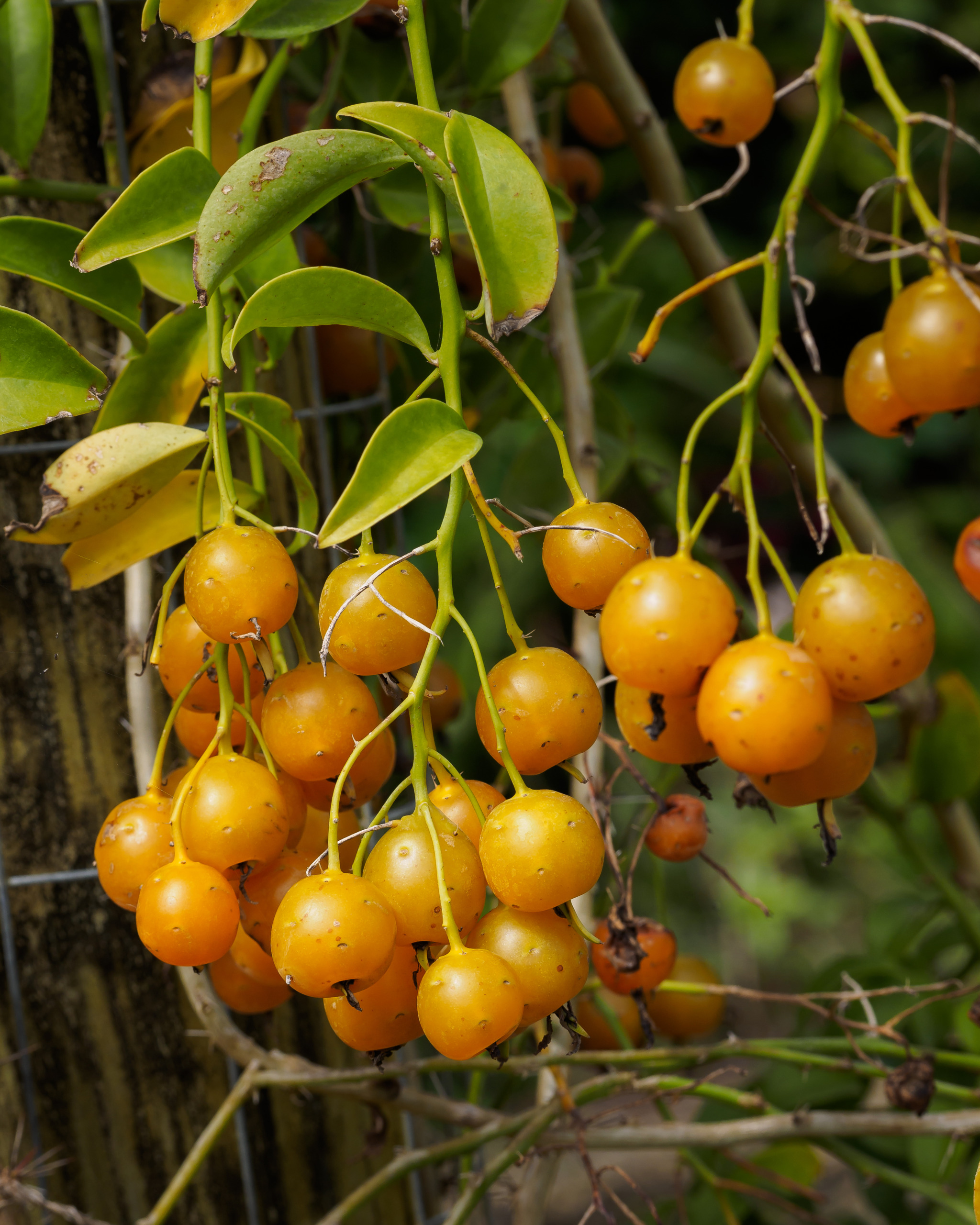 Barbados Goose Berry,Pereskia aculeata