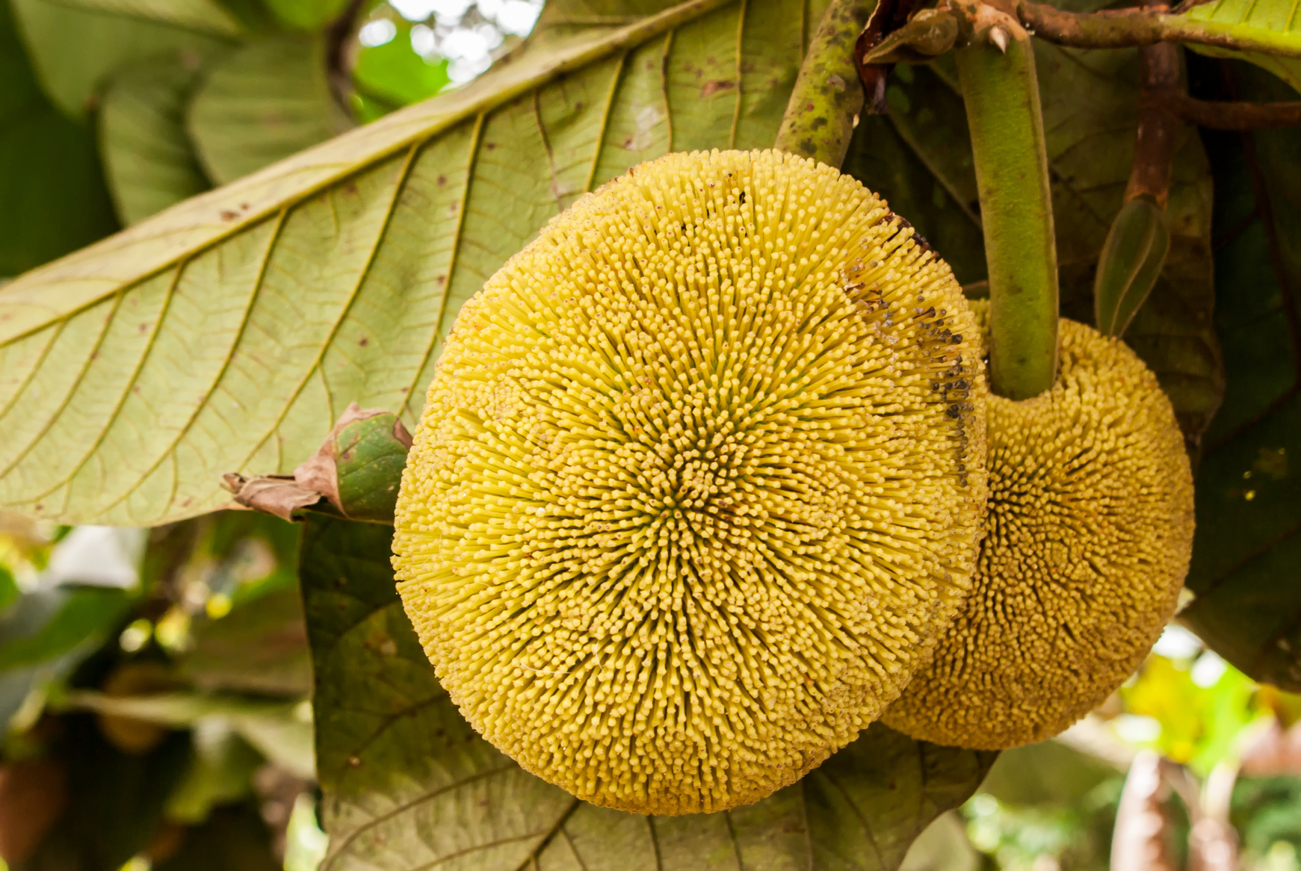 Marang,Artocarpus odoratissimus