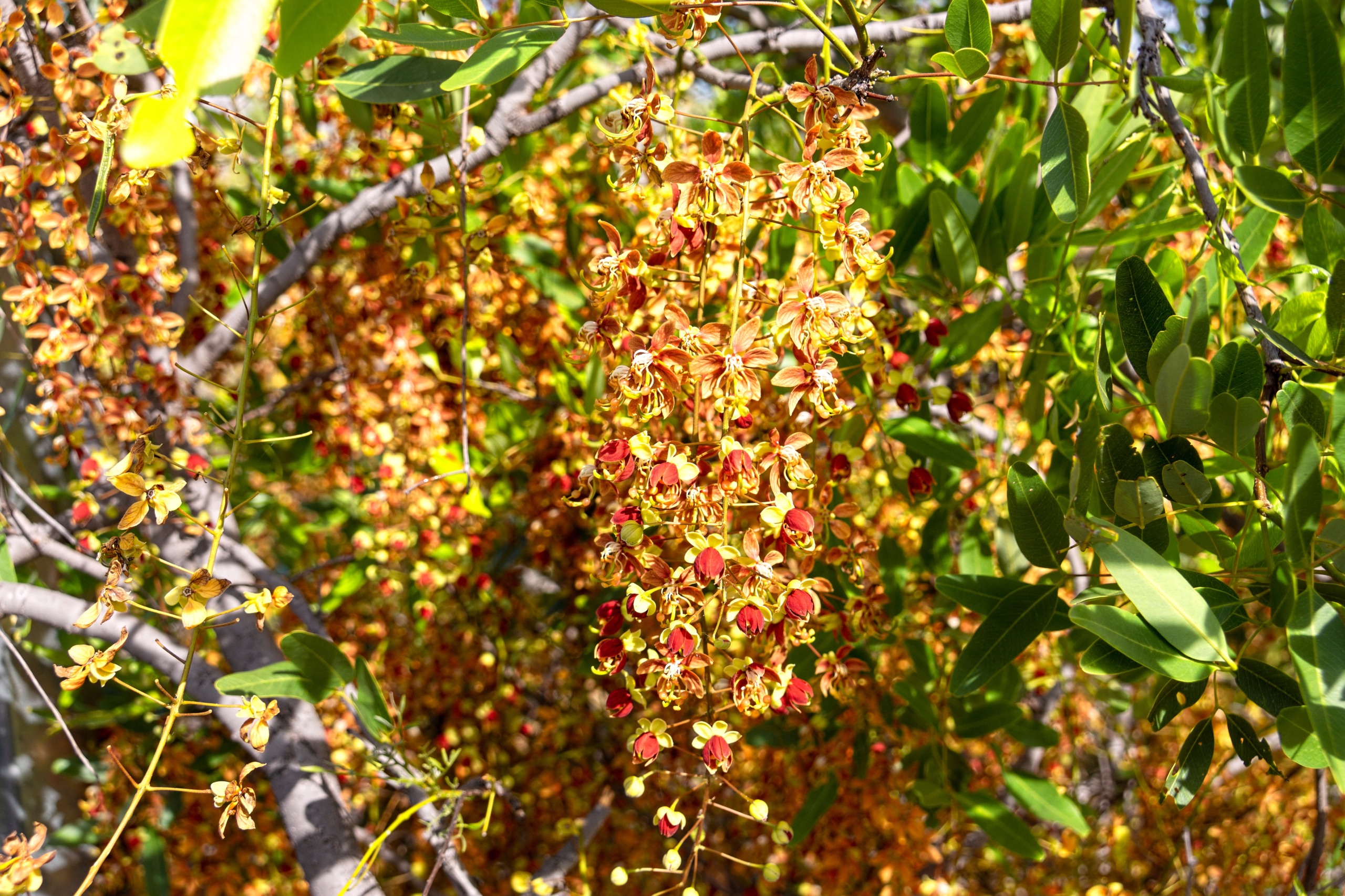 Brewstire Shower Tree,Cassia brewsteri