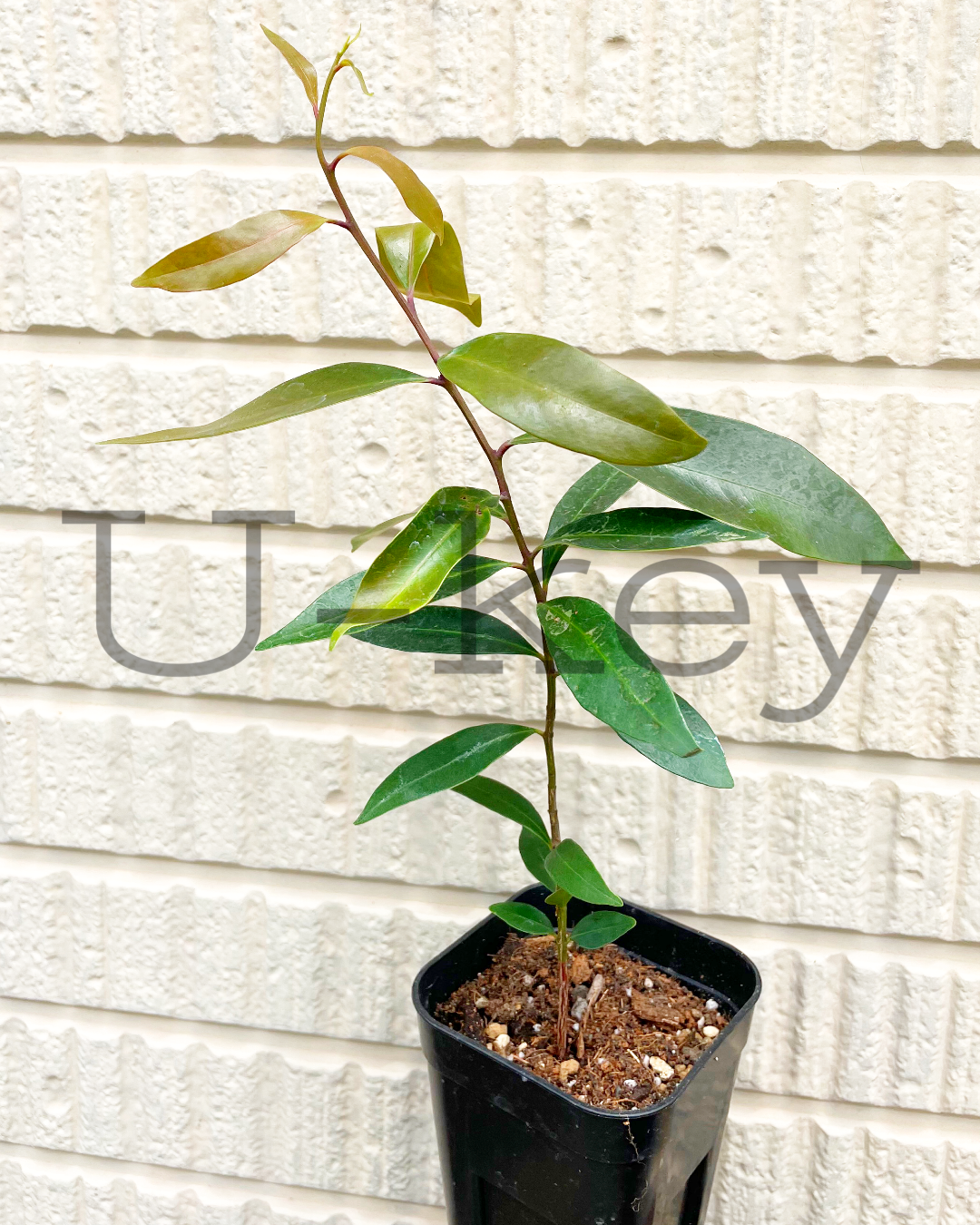 Lilly Pilly ‘Broad Leaved’,Acmena hemilampra